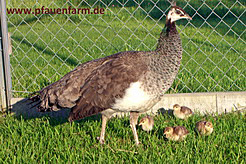 blaue_07_021