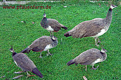 blaue_07_050