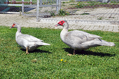 enten_09_001