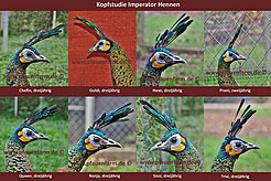 homepage_head_study_imperator_hens_d