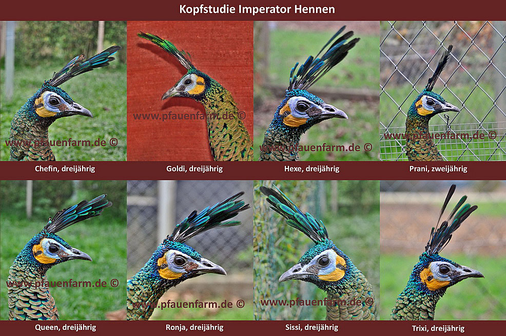 homepage_head_study_imperator_hens_d