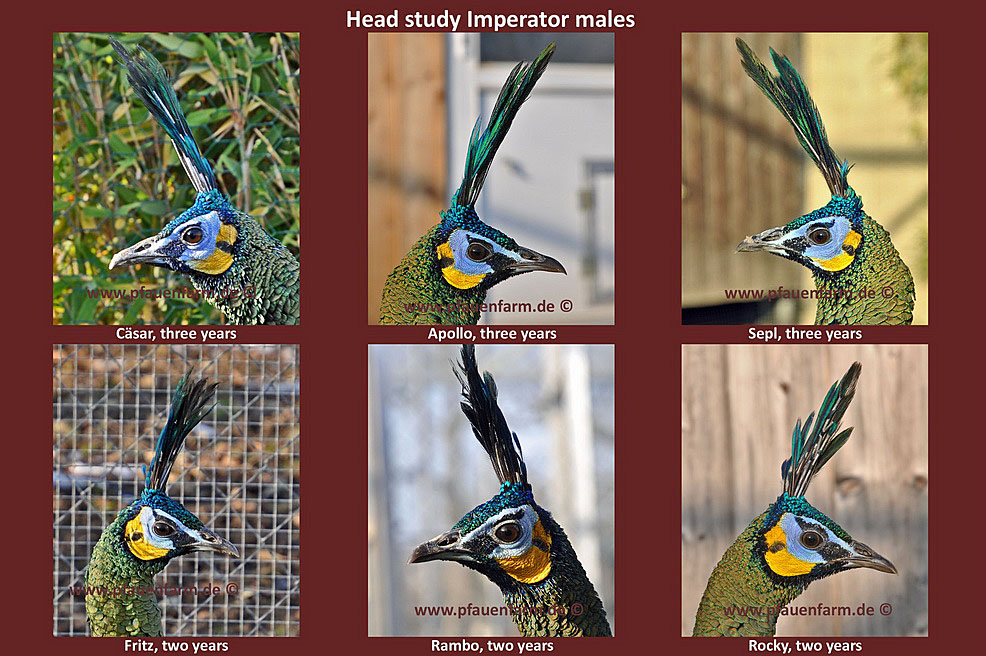 homepage_head_study_imperator_males_e