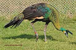import_imperator_12_015